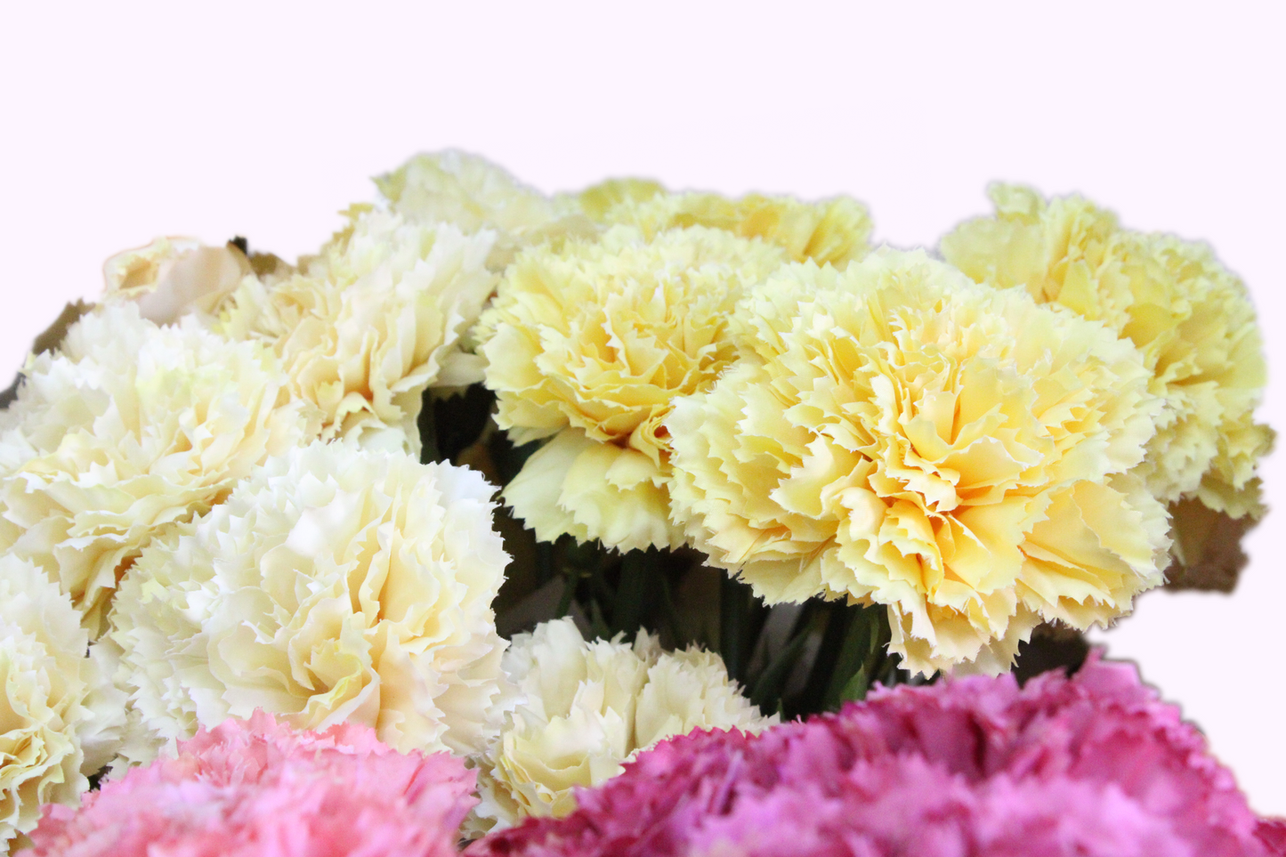 Clavel ramo 55cm (6 tallos) tela