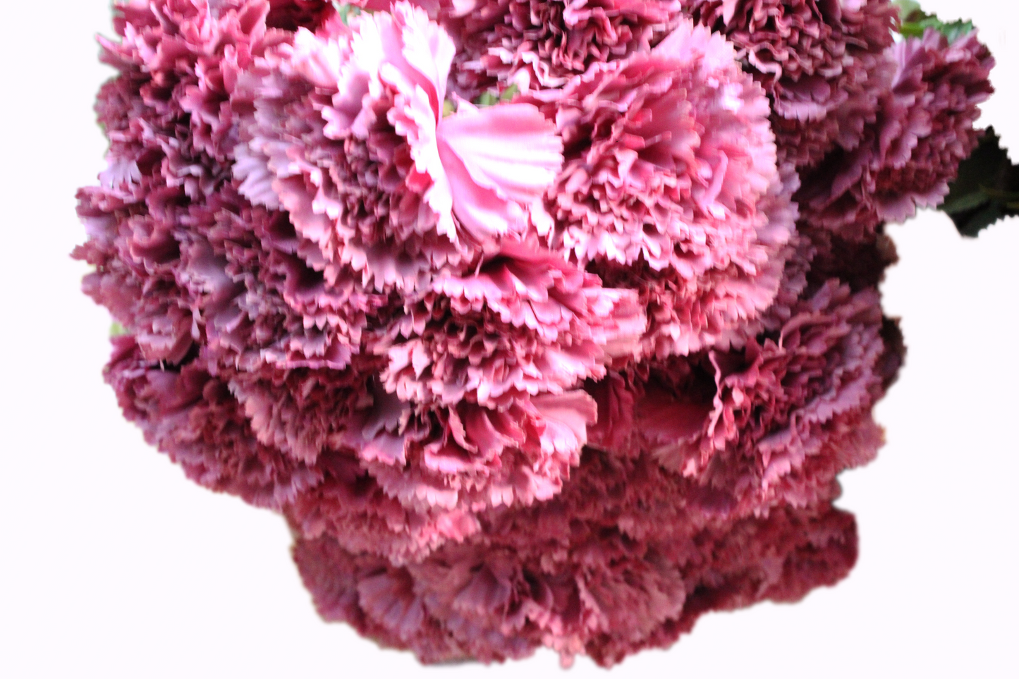 Clavel ramo 55cm (6 tallos) tela
